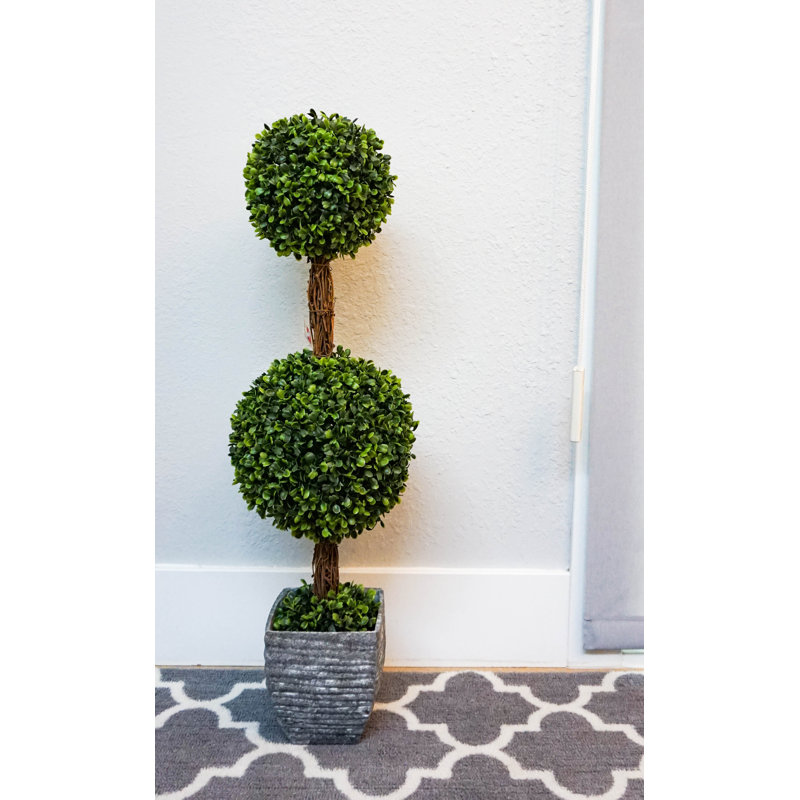 Desktop Double Ball Shaped Boxwood Topiary in Pot & Reviews Joss & Main